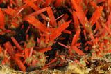 Bright Orange Crocoite Crystal Cluster - Tasmania #148514-2